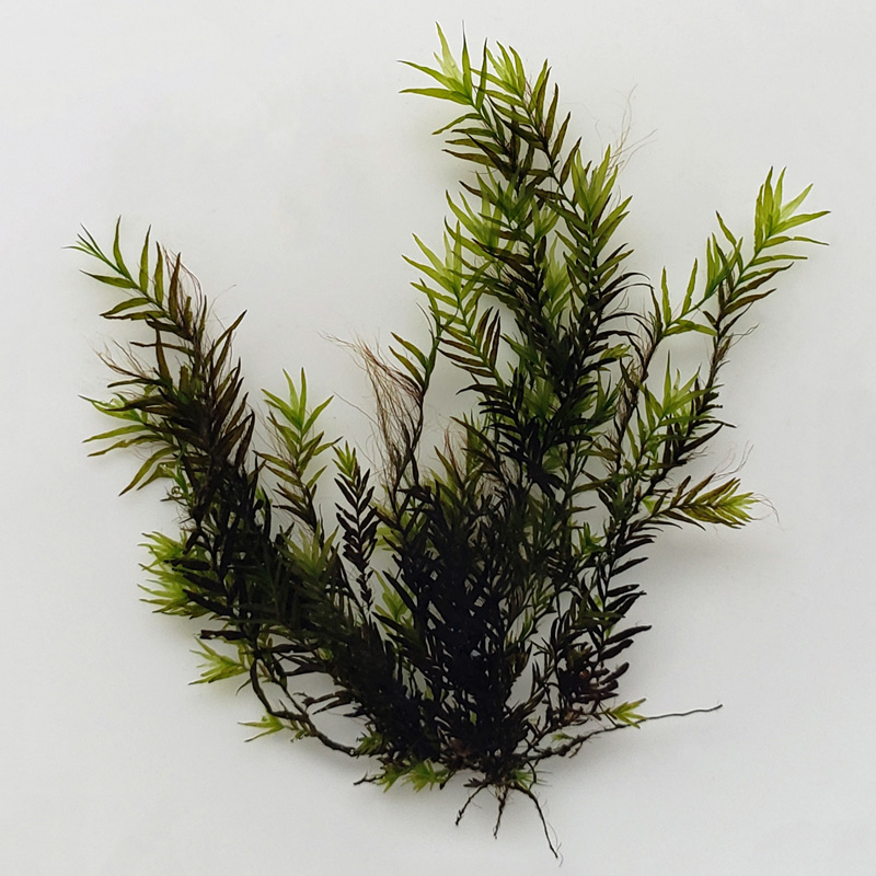 Fissidens fontanus